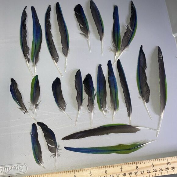 Nanday Conure Parrot Feathers Green Blue Black Mixed Naturally Molted 22 Piece - Picture 1 of 8